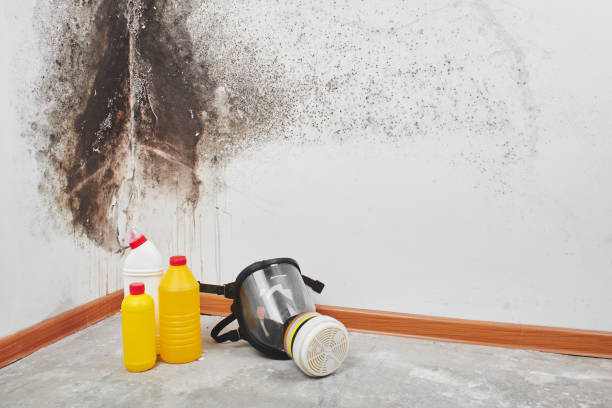 Mold Removal and Inspection in Aspinwall, PA