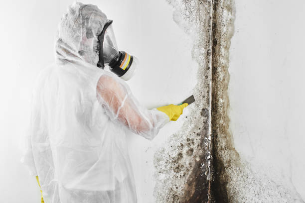 Best Fast Mold Removal  in Aspinwall, PA