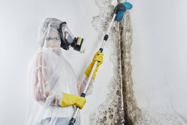 Best Best Mold Removal Companies  in Aspinwall, PA