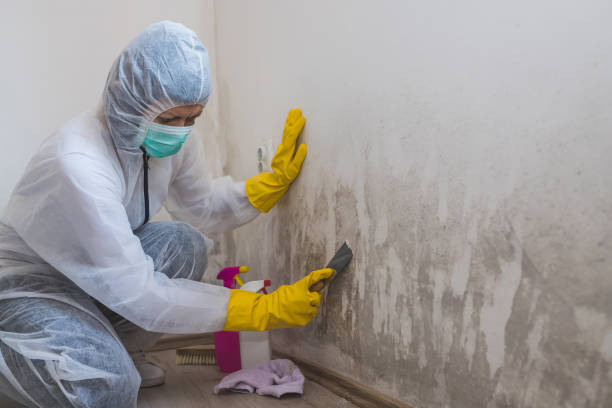 Best Affordable Mold Removal  in Aspinwall, PA