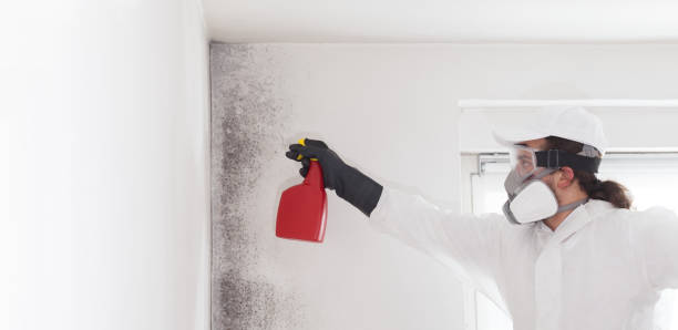 Attic Mold Removal in Aspinwall, PA