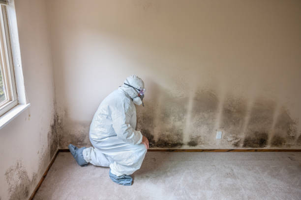 Best Residential Mold Removal  in Aspinwall, PA