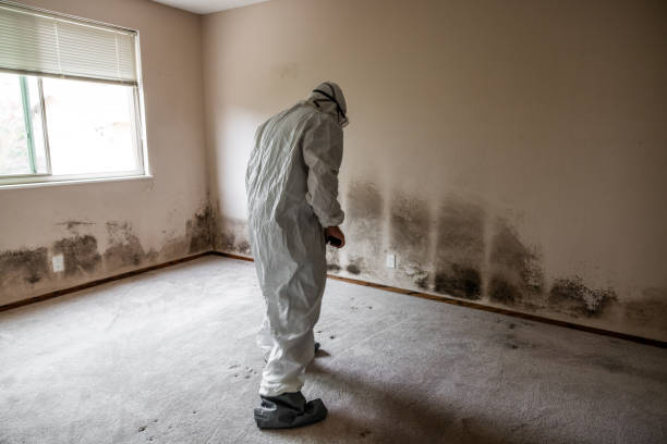 Best Same-Day Mold Removal  in Aspinwall, PA