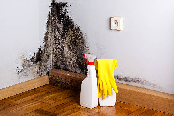 Certified Mold Removal in Aspinwall, PA