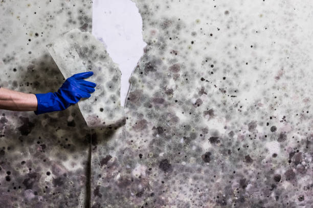 Best Commercial Mold Removal  in Aspinwall, PA